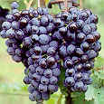 Barbera