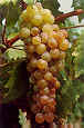 Moscato