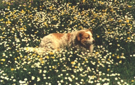 Trudy