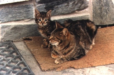 I gatti