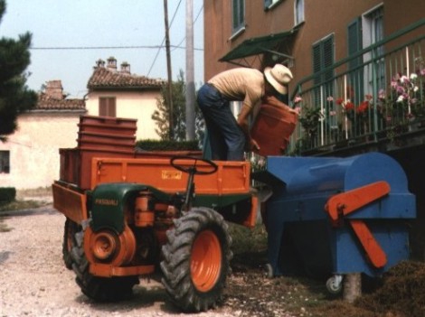 Dario che pigia l'uva
