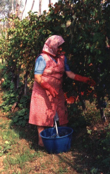 La raccolta del'uva (la Tina)