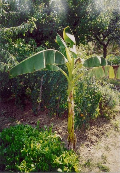 Il banano