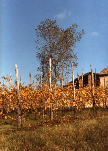 Una vigna