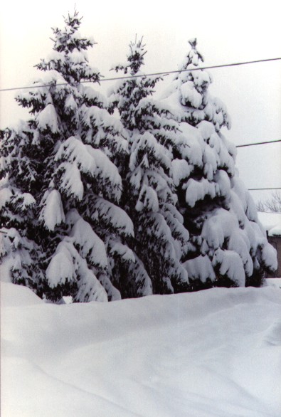 Pini sotto la neve